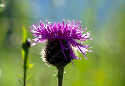 Close-up of purple flowers