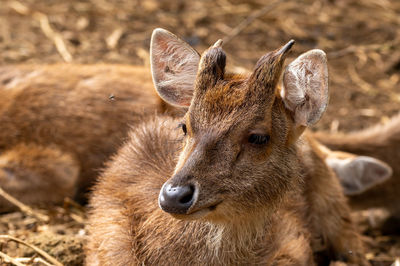 Close-up of deer