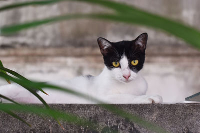 Portrait of cat on floor