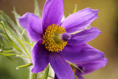 Close-up of purple flower