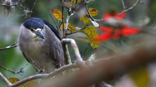 Close-up of bird perching on branch