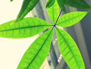 Close-up of green leaves