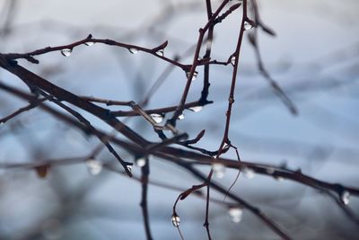 Close-up of frozen bare tree during winter