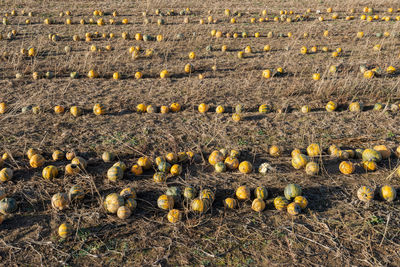 Full frame shot of coffee beans on field