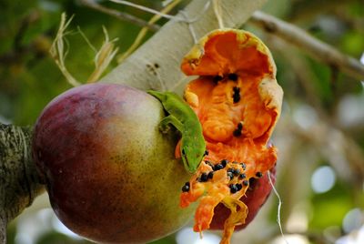 Close-up of fruits on plant