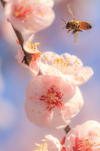 Close-up of bee pollinating on pink flower