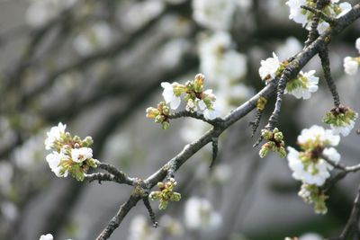 Close-up of white cherry blossoms in spring