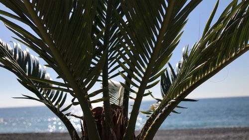 Palm tree by sea against sky