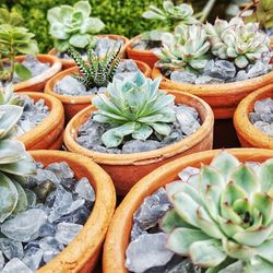 Succulents in terracotta plant pots on wooden table outdoors. 