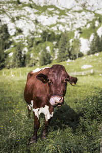 Portrait of cow standing on field against mountain