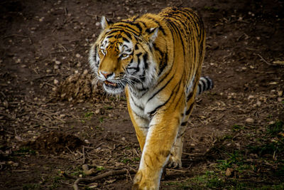 Tiger walking outdoors