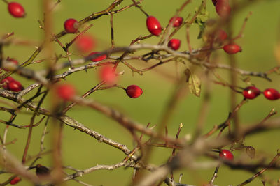 Red rose hip with green backgroung