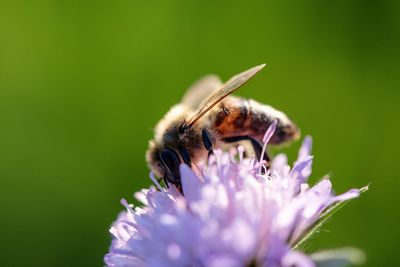 Close-up of butterfly pollinating on purple flower