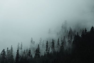 Trees on landscape against sky