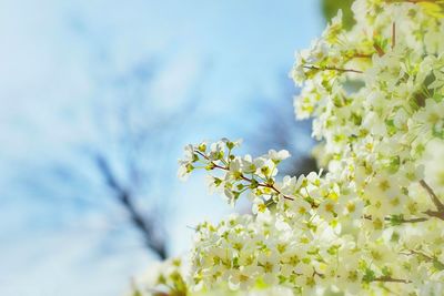 Close-up of white flowers blooming in garden