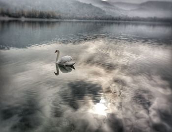 Swan swimming in lake against sky