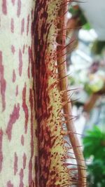 Close-up of plant against blurred background