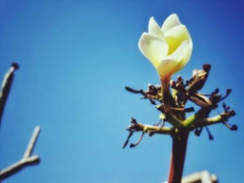 Low angle view of yellow flower against clear blue sky