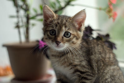 Close-up portrait of cat sitting