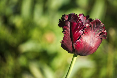 Close-up of red rose flower