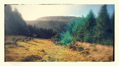 Trees on field against clear sky