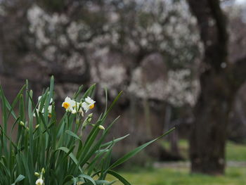 Close-up of flowering plant on field