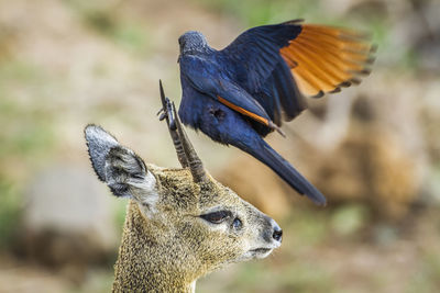 Close-up of peacock