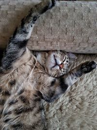High angle view of cat resting