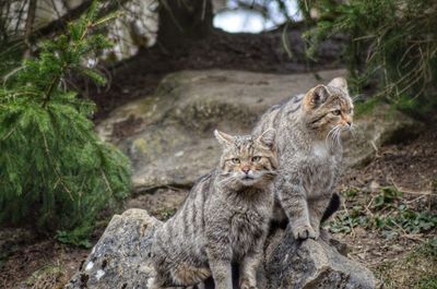 Cats in a forest