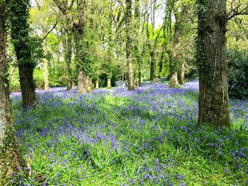 Purple flowers on tree trunk