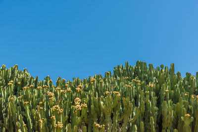Plants growing on field against clear blue sky