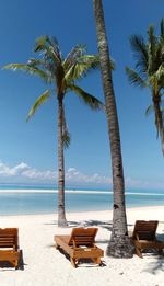 Palm trees on beach against sky