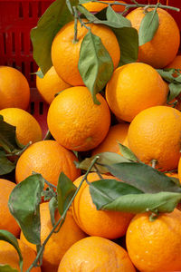 Close-up of orange fruits