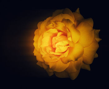 Close-up of rose over black background