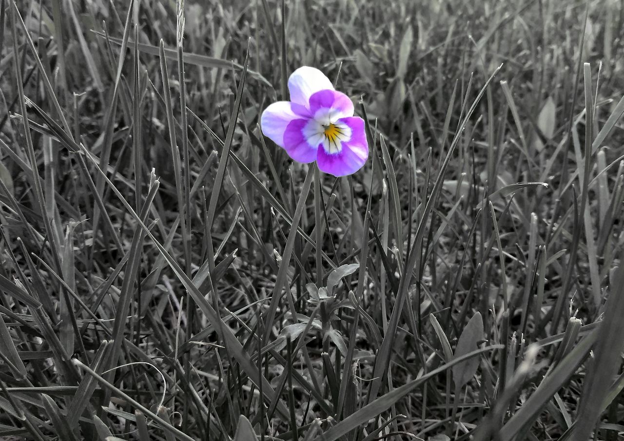 CLOSE-UP OF PURPLE FLOWERING PLANTS ON FIELD