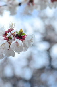 Close-up of white cherry blossom