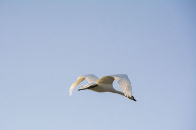 Low angle view of swan flying against sky