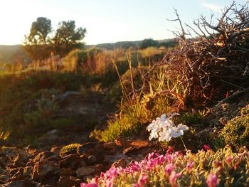 Close-up of flowers growing in field