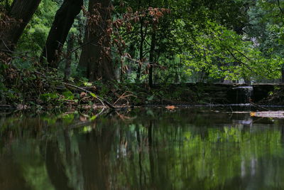 Scenic view of lake in forest