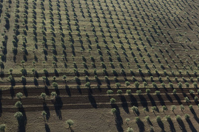 High angle view of agricultural field