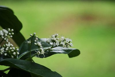 Close-up of flowering plant