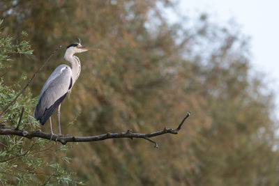 Low angle view of gray heron perching on tree