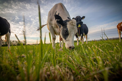 View of cows on field