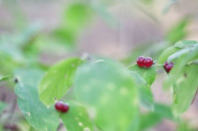 Close-up of red berries growing on plant