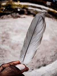 Close-up of hand holding feather