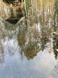 Reflection of trees in lake