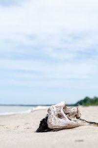 Surface level of driftwood on beach against sky