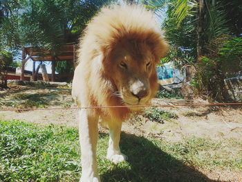 Lion standing in ranch
