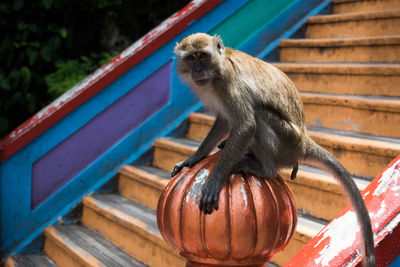 Monkey sitting on bench