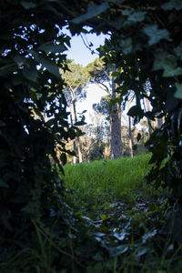 Trees growing in field